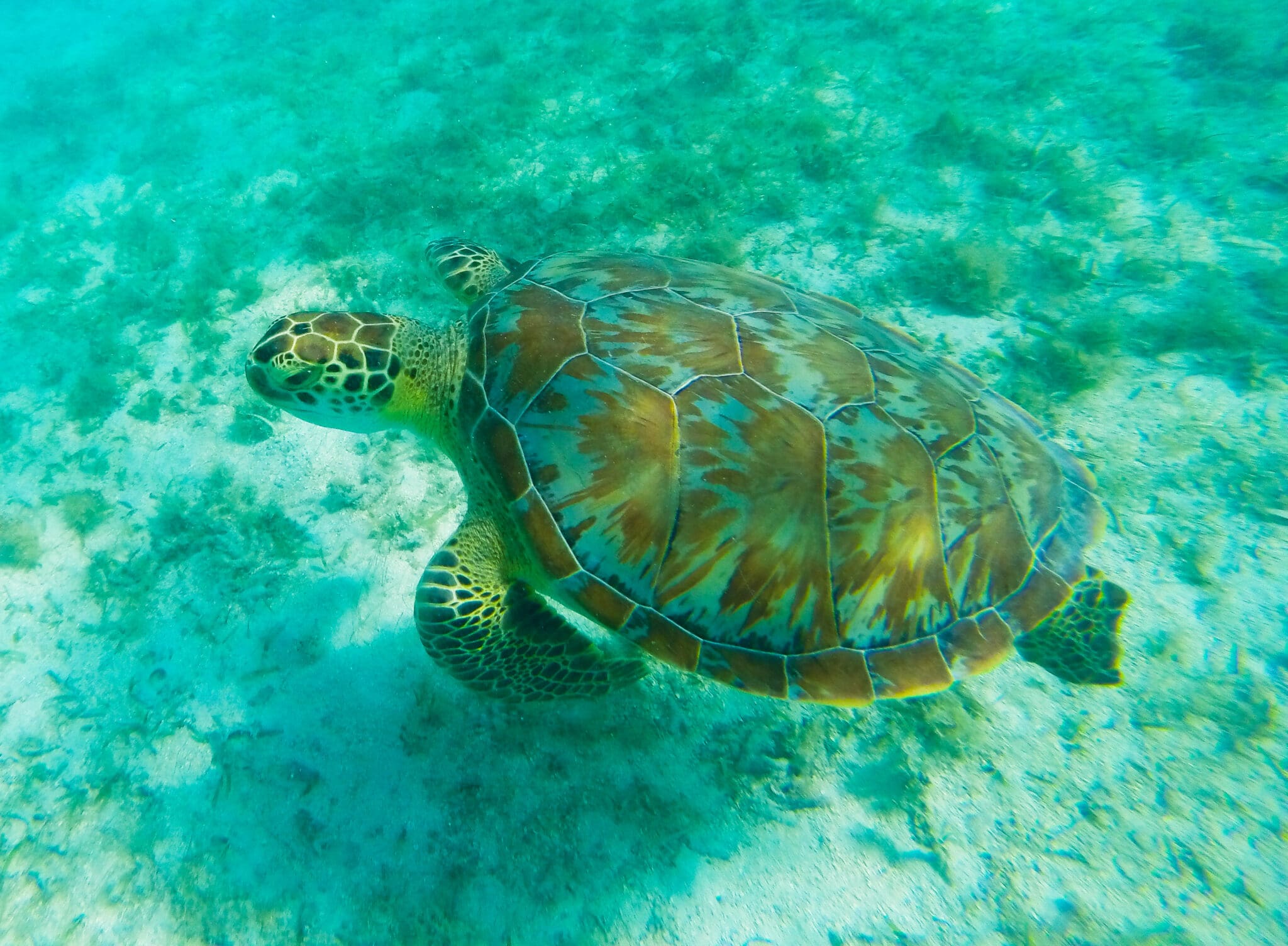 A turtle swimming in the ocean under water.